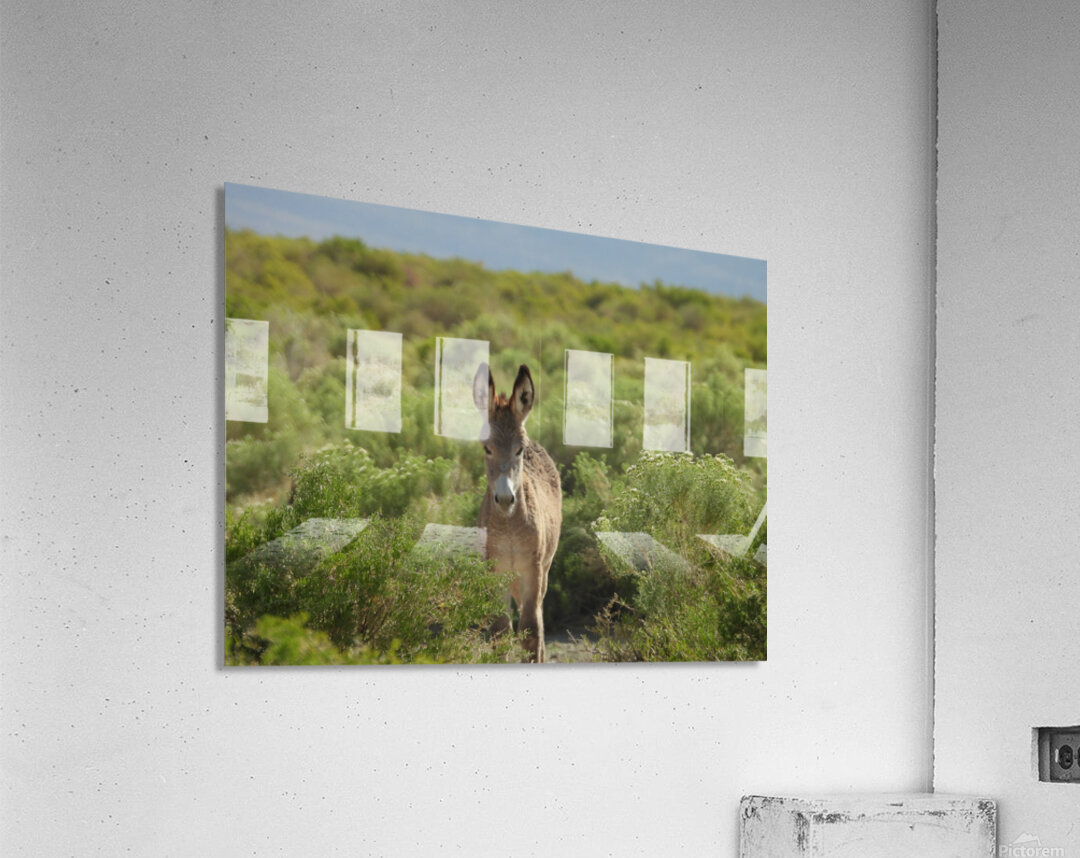 Marietta Wild Burro Range HMA 1 Acrylic Print