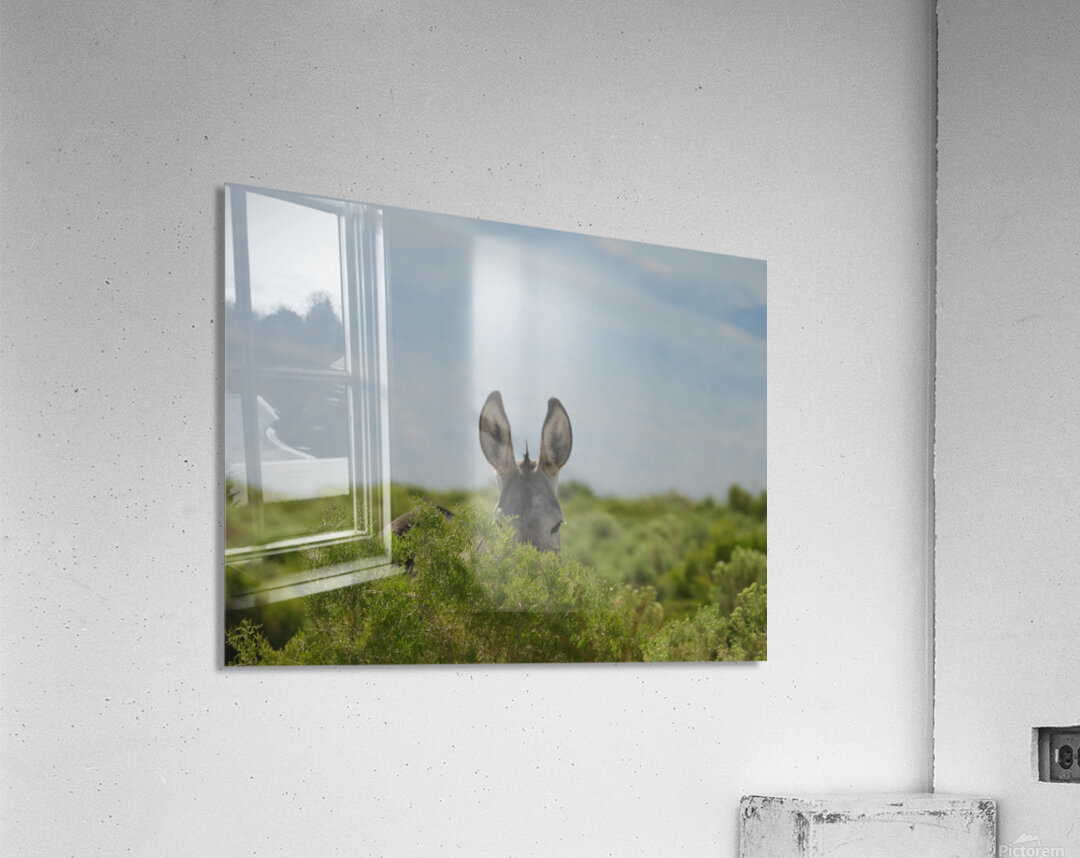 Marietta Wild Burro Range HMA 1 Acrylic Print