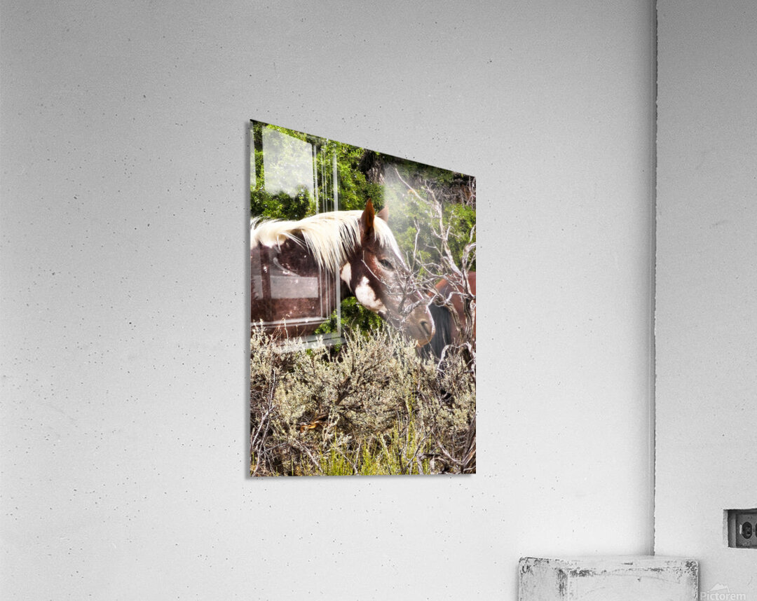 Nevada Mustang series2 Acrylic Print