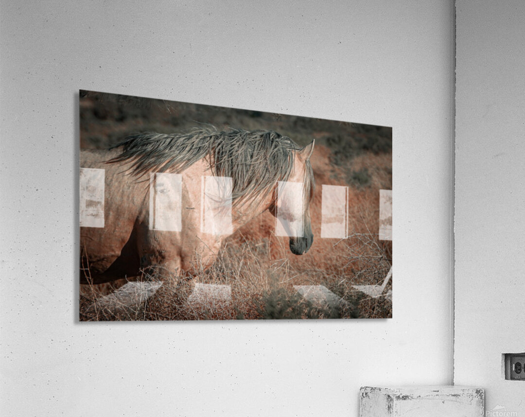 Nevada Mustang series 3 1 Acrylic Print