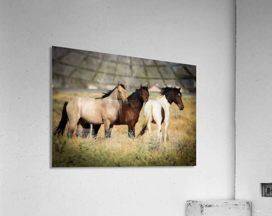 Nevada Mustang series 4 1 Acrylic Print
