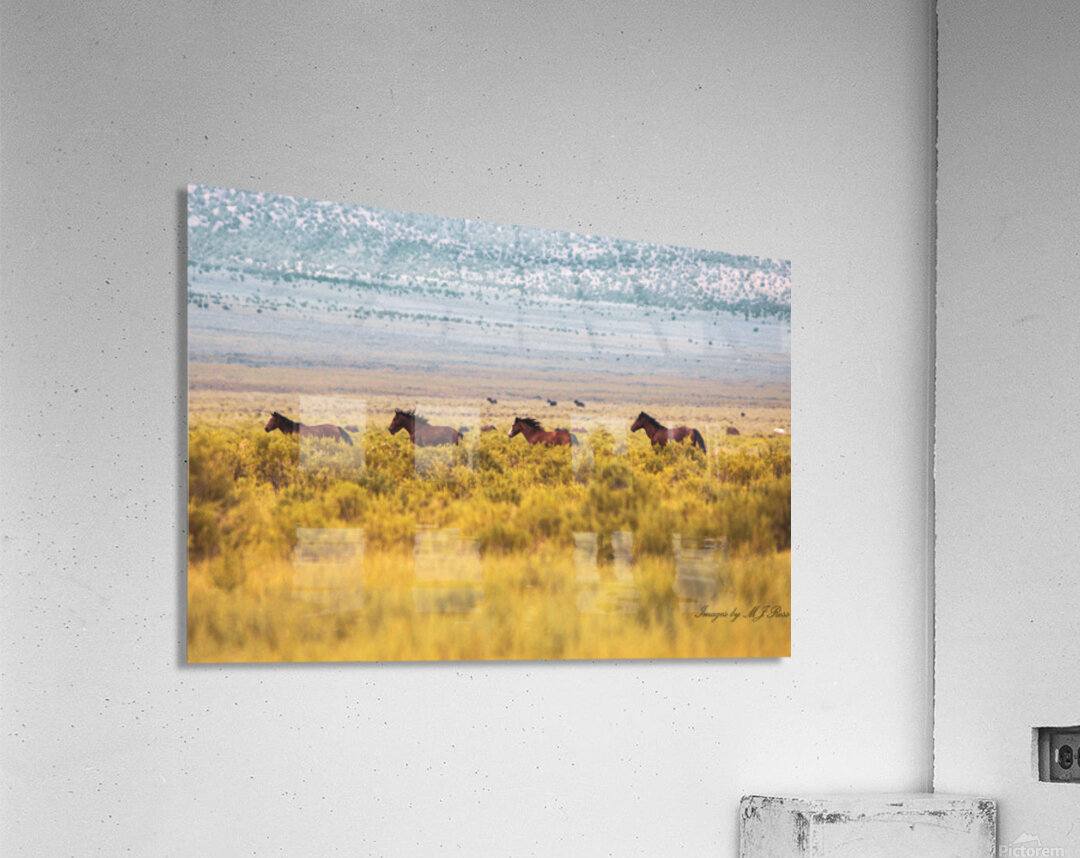 Nevada Mustang series 6 1 Acrylic Print