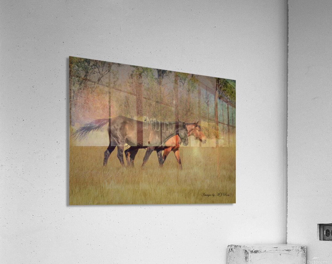 Nevada Mustang series 9 1 Acrylic Print