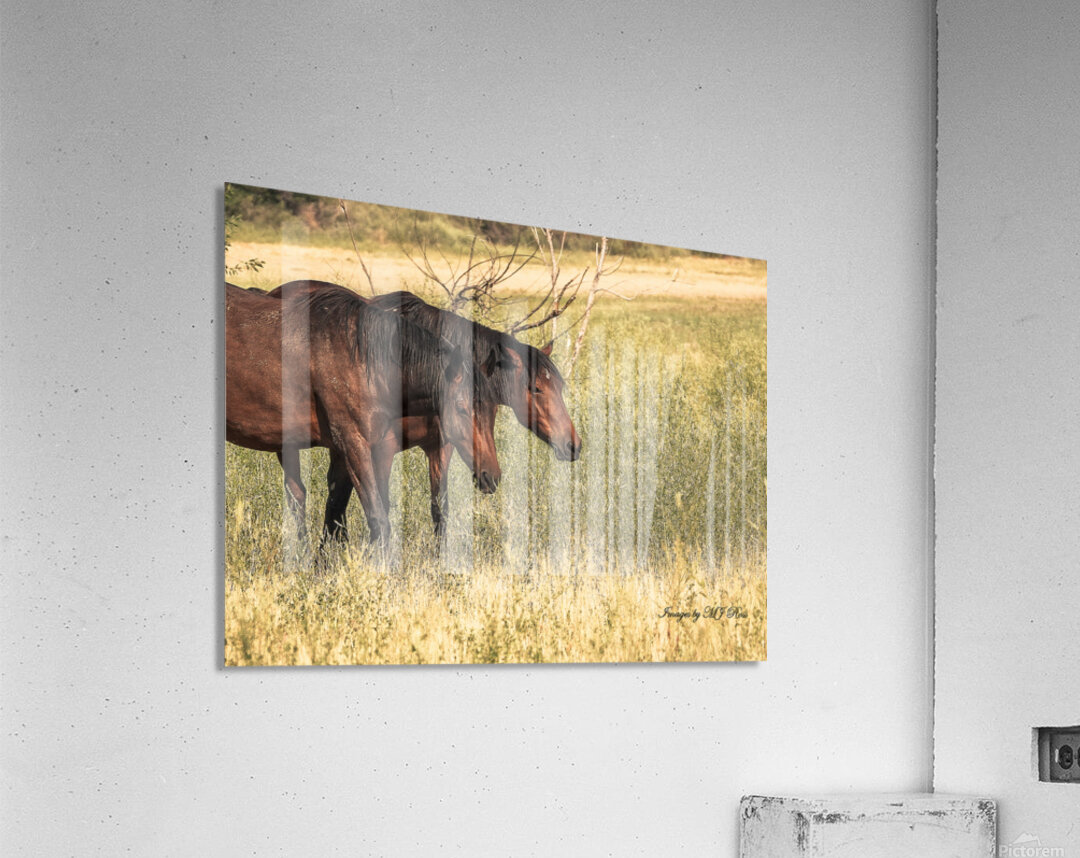 Nevada Mustang series 10 1 Acrylic Print