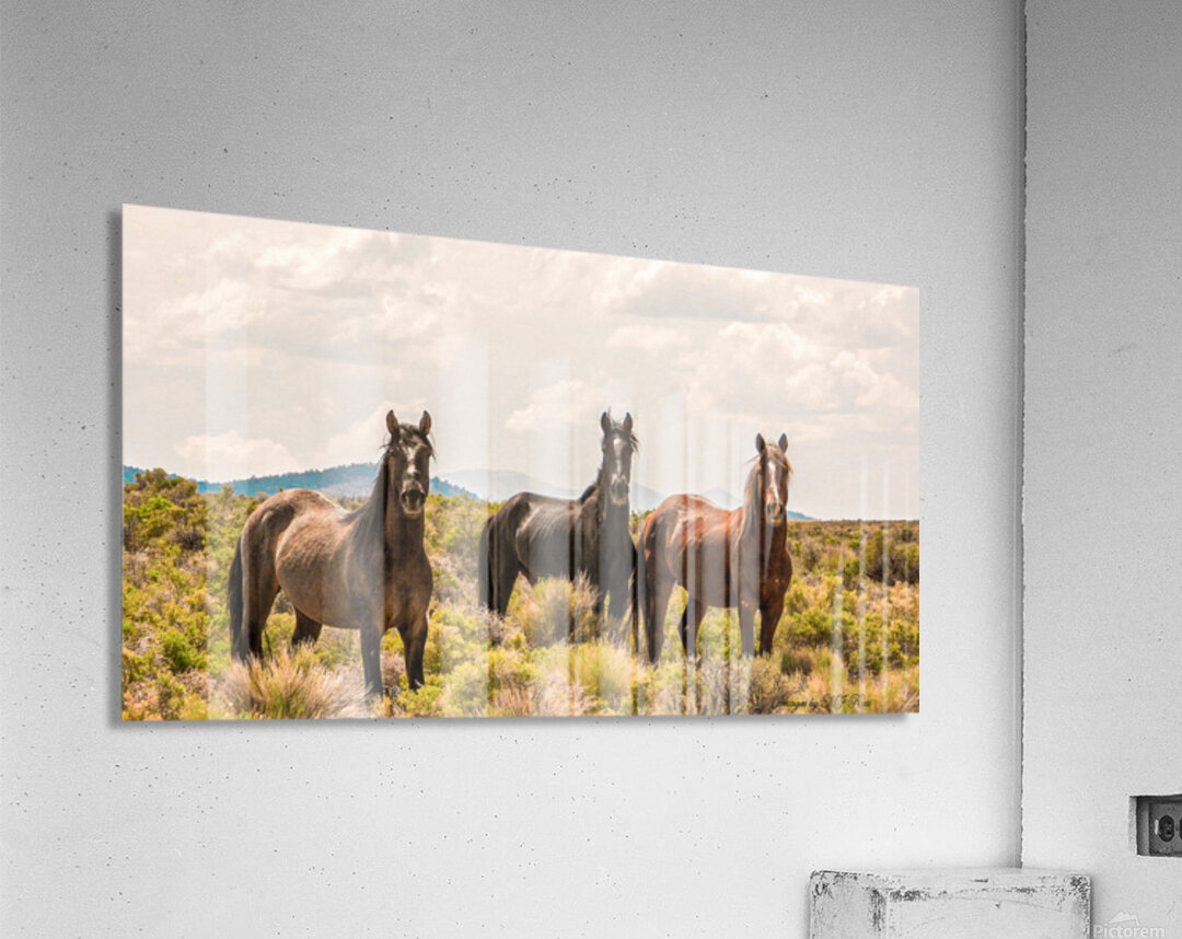 Nevada Mustang series 12 1 Acrylic Print