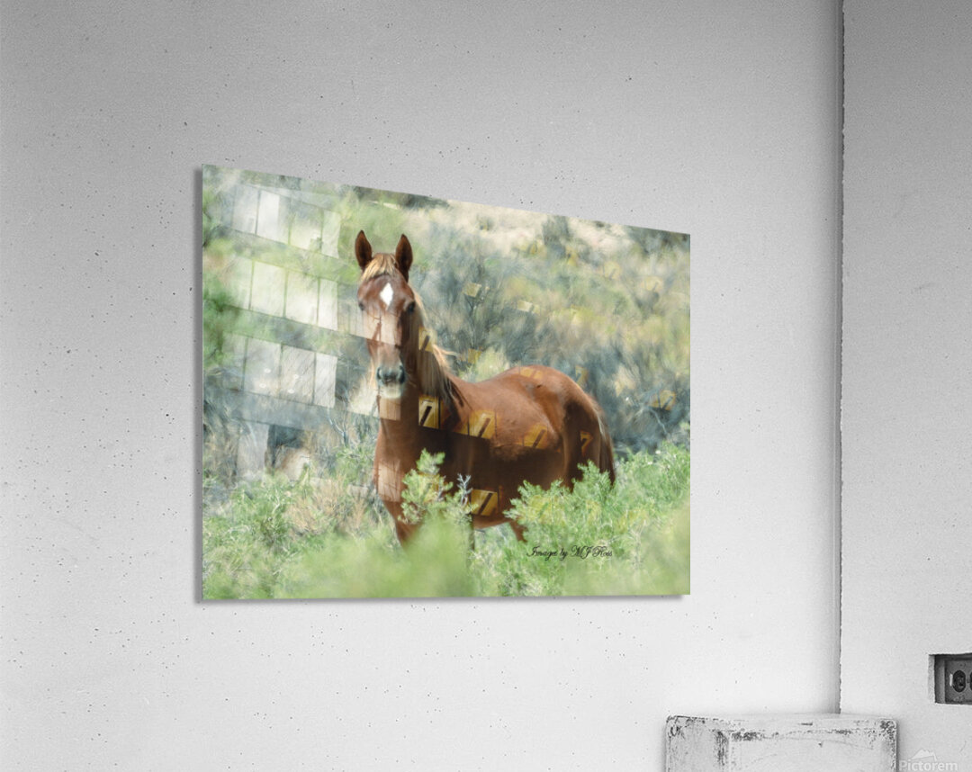 Nevada Mustang series 13 1 Acrylic Print