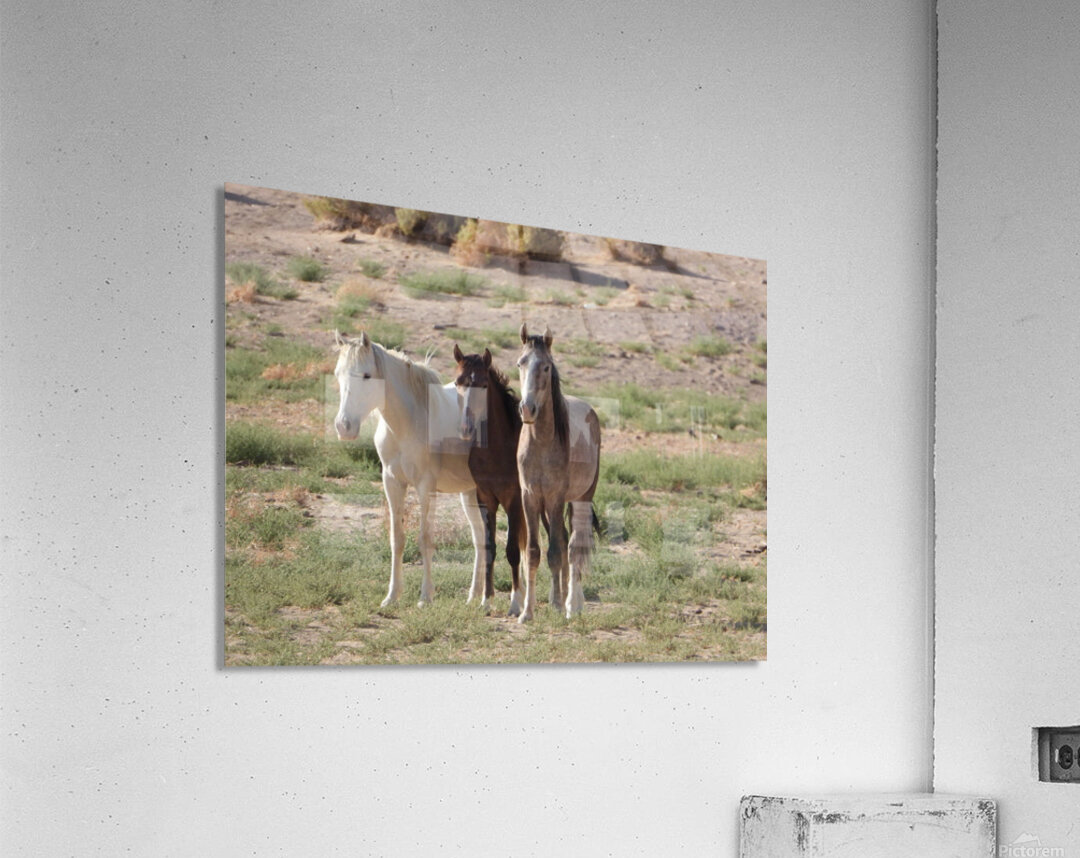 Nevada wild 4 Acrylic Print