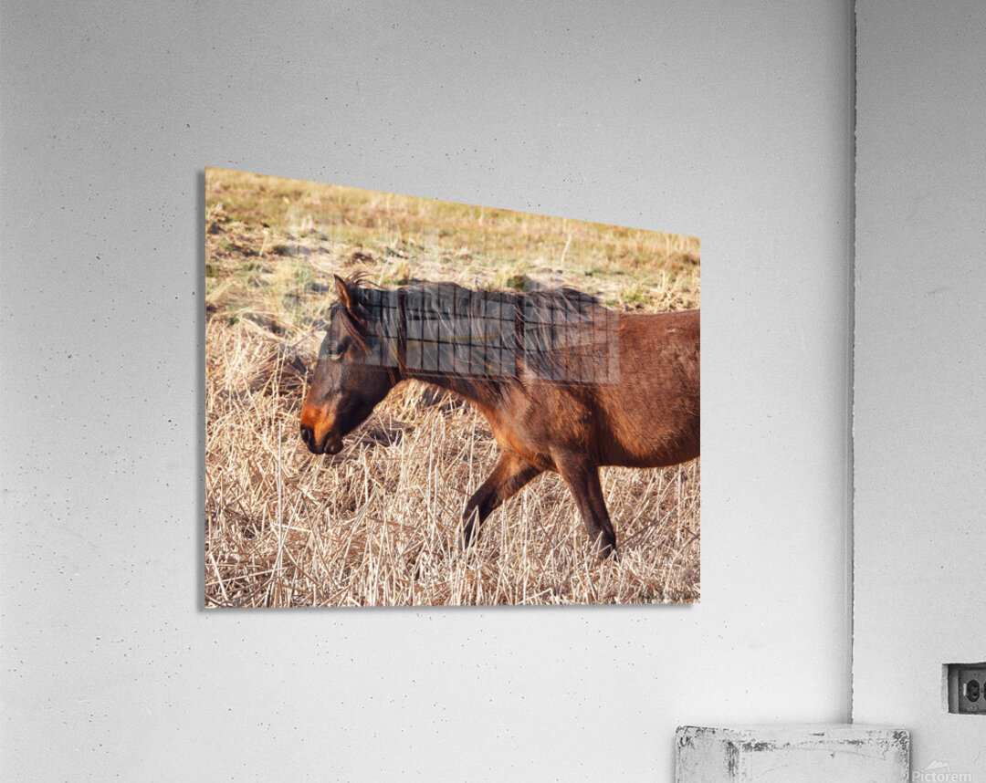 Nevada wild 5 Acrylic Print