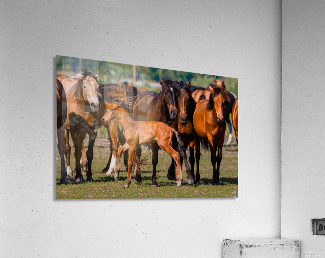 Nevada wild  Series VR1 3 Acrylic Print