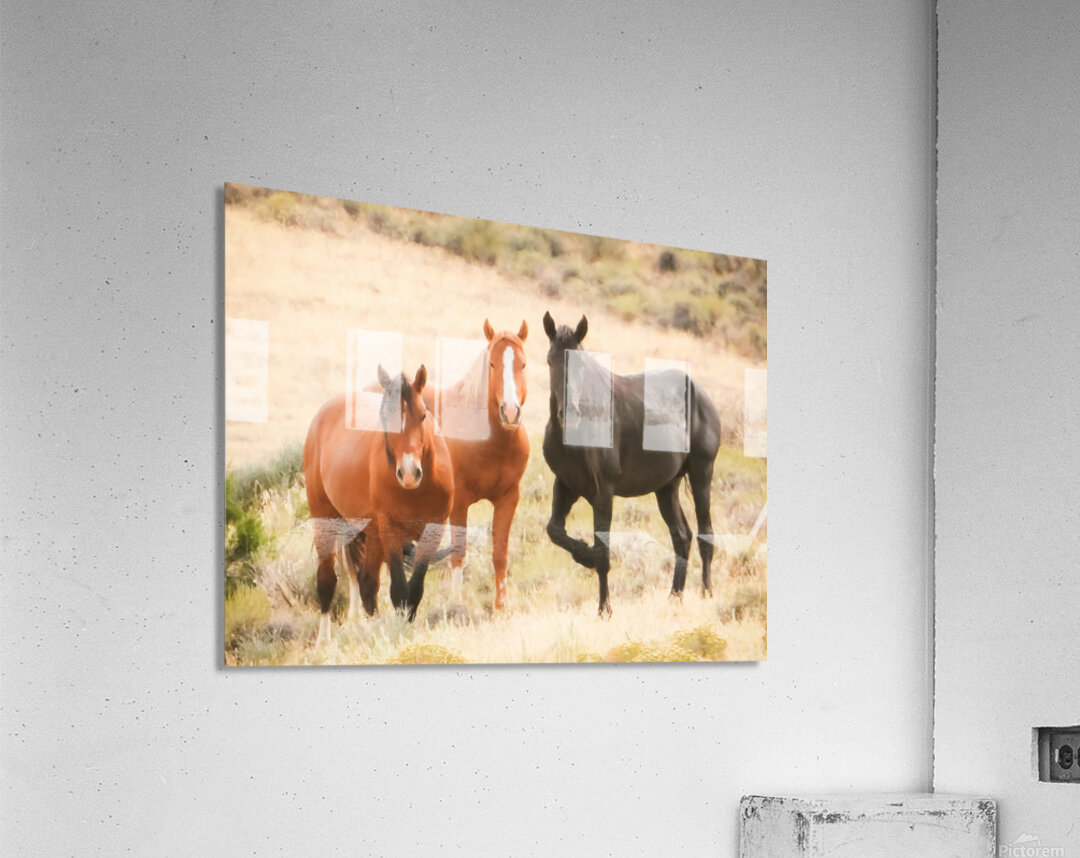 Nevada Mustang Series 15 1 Acrylic Print