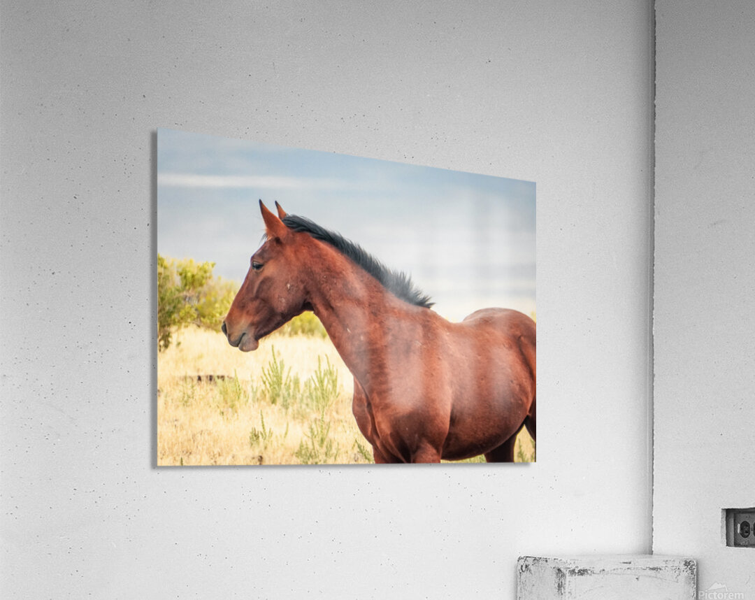 Nevada Mustang Series 17 1 Acrylic Print