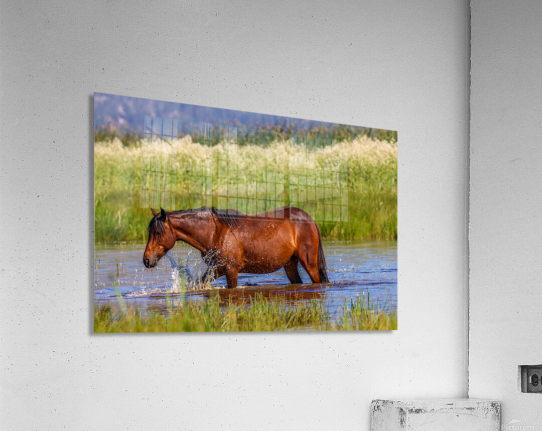 Nevada Mustang 1 1 Acrylic Print