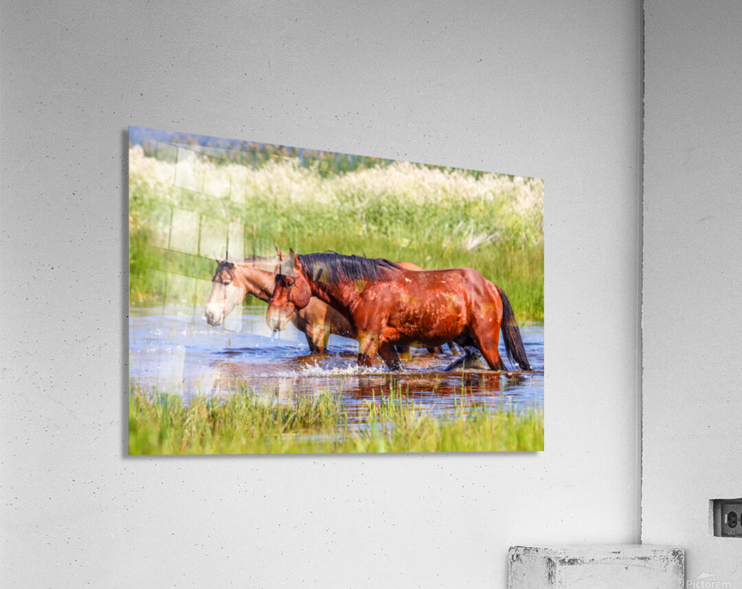 Nevada Mustang 1 2 Acrylic Print