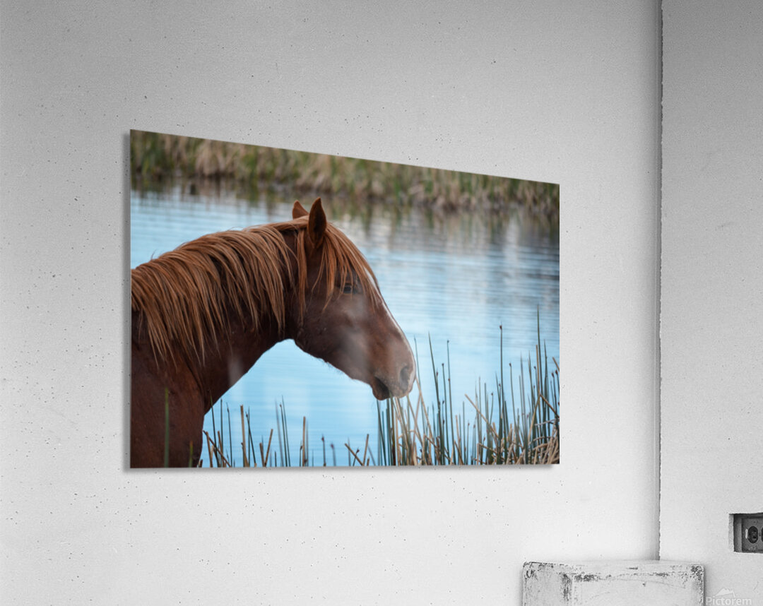 Nevada Mustang 1 3 Acrylic Print