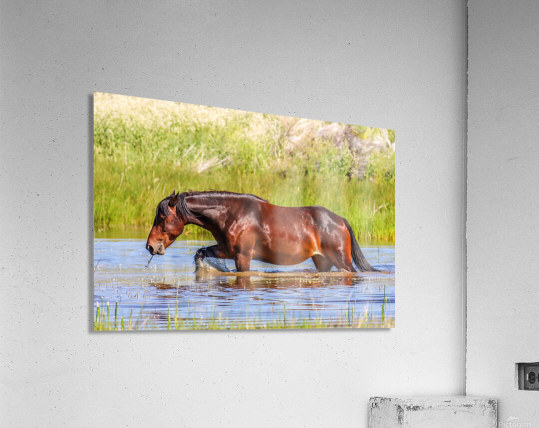 Nevada Mustang 1 4 Acrylic Print