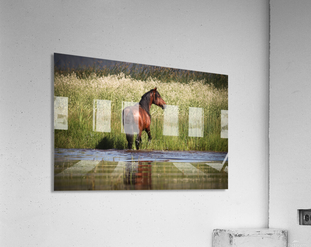Nevada Mustang 1 5 Acrylic Print