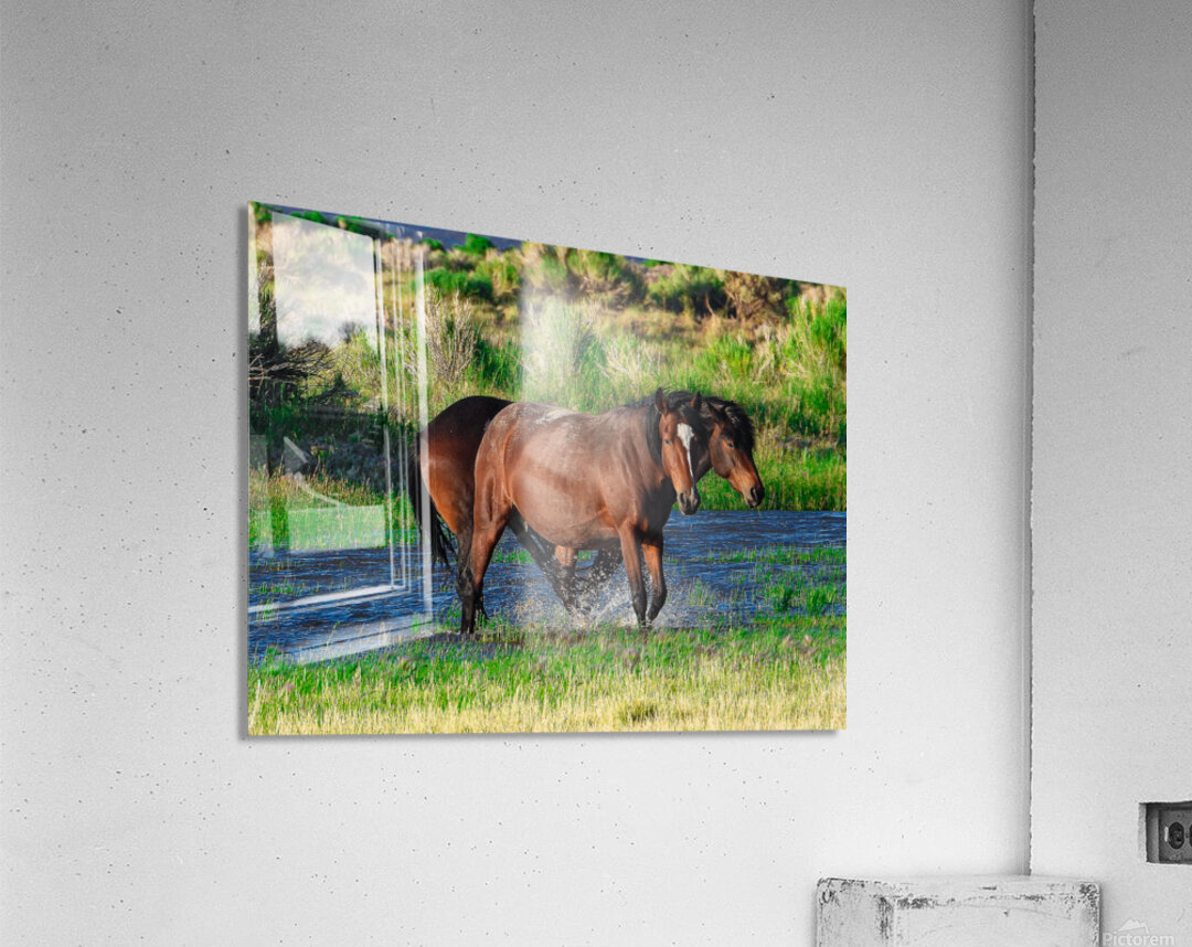 Nevada Mustang 1 6 Acrylic Print