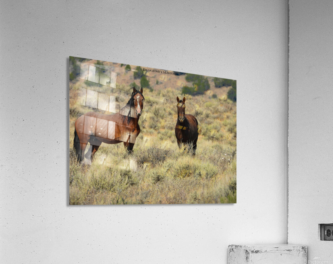 Nevada Mustang 2 2 Acrylic Print