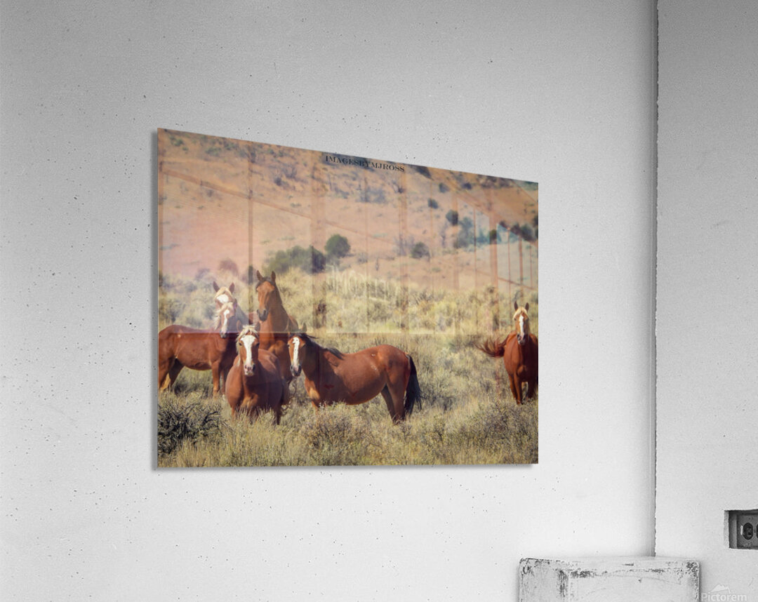 Nevada Mustang 2 5 Acrylic Print