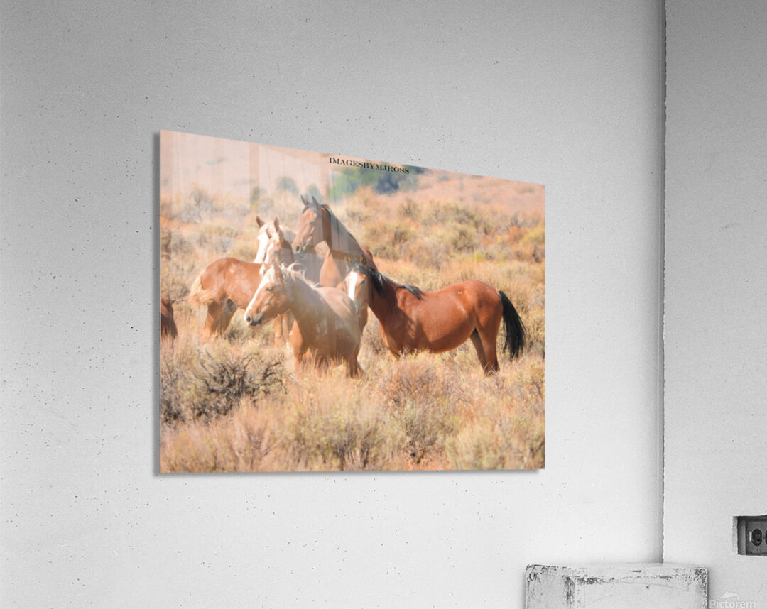 Nevada Mustang 2 6 Acrylic Print