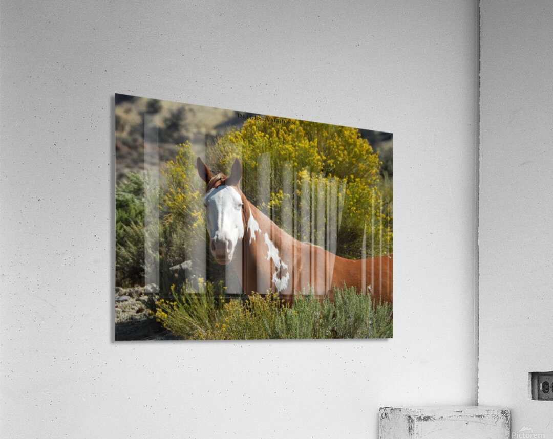 Nevada Mustang 2 7 Acrylic Print