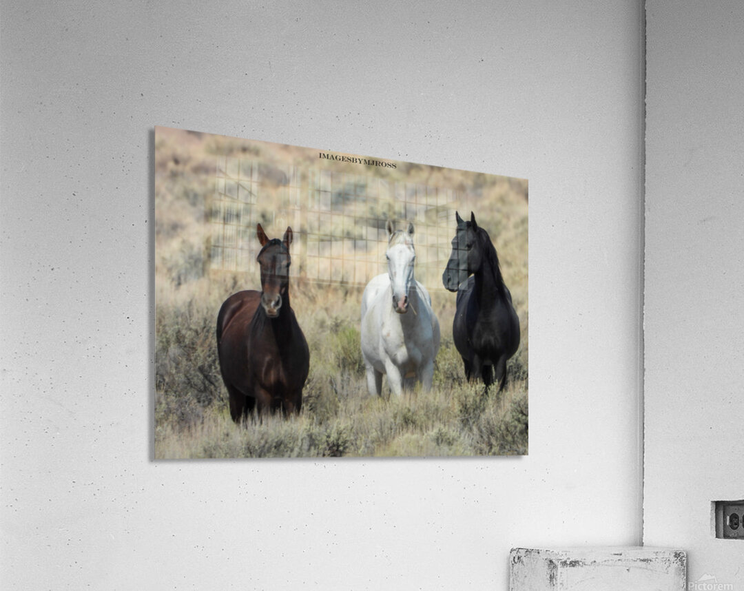Nevada Mustang 3 2 Acrylic Print