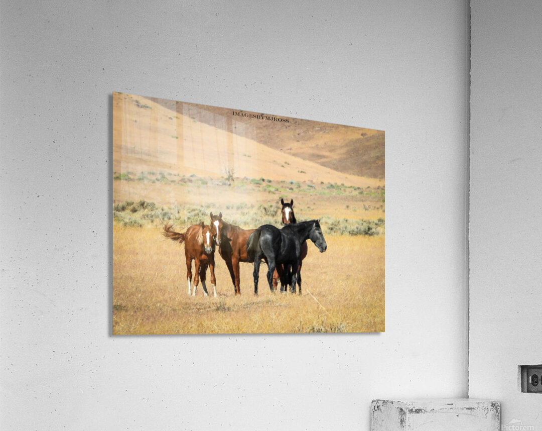 Nevada Mustang 3 3 Acrylic Print