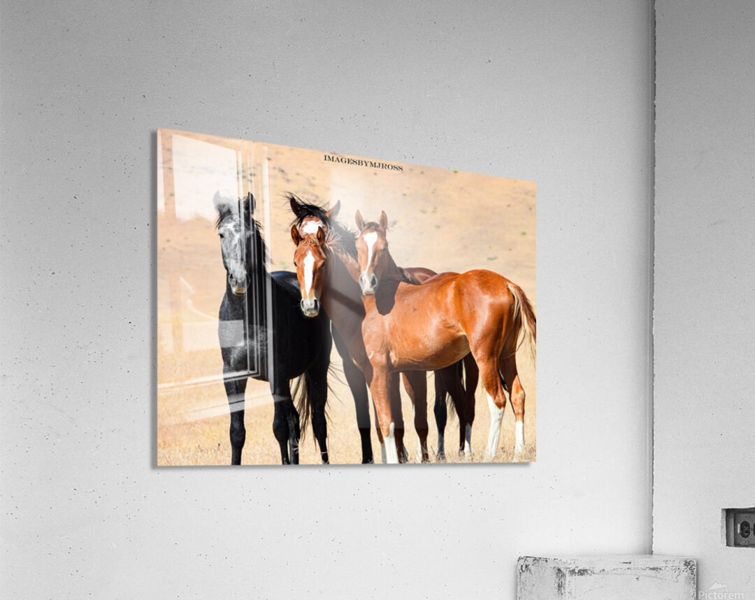 Nevada Mustang 3 5 Acrylic Print