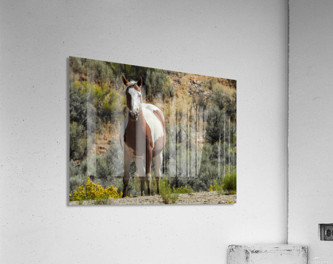 Nevada Mustang 3 6 Acrylic Print