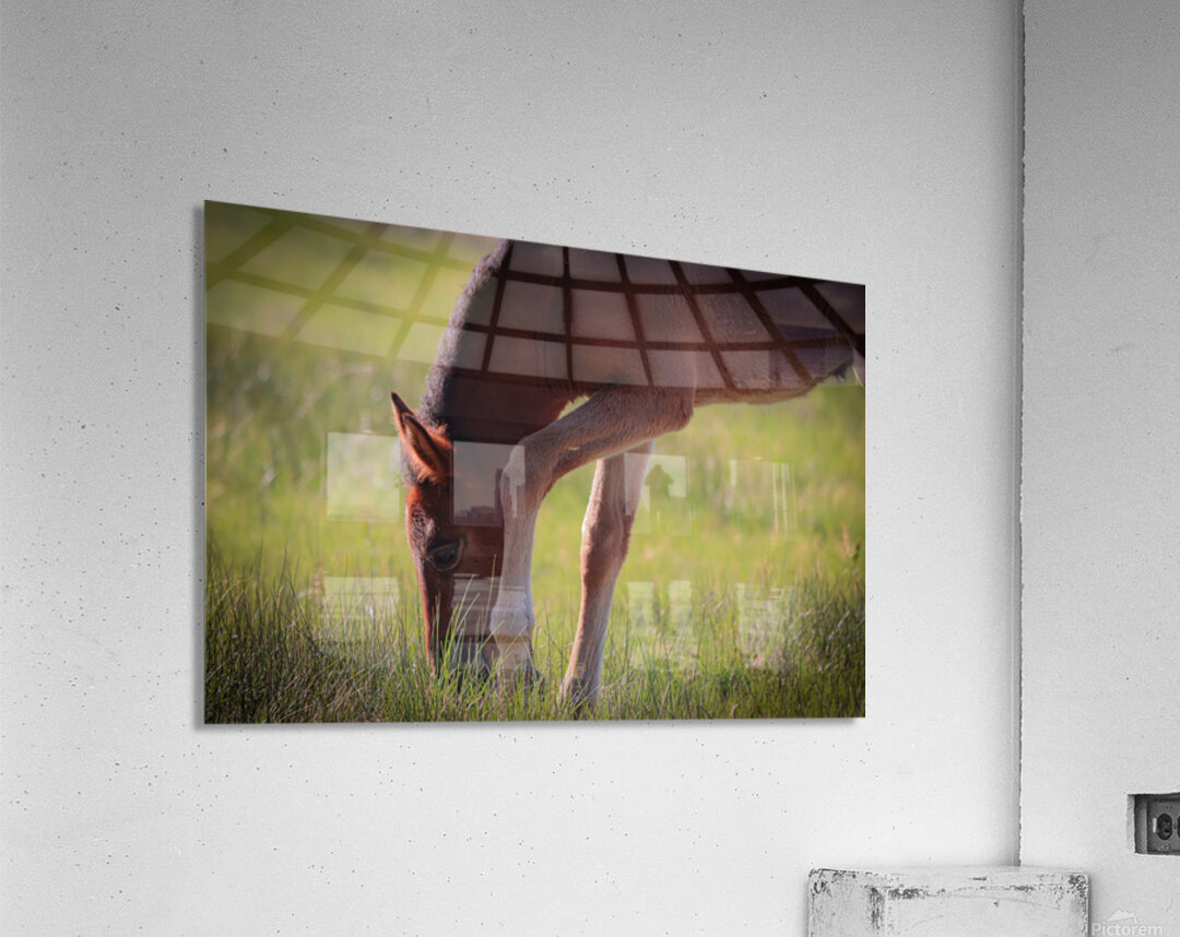 Nevada Wild 13 1 Acrylic Print