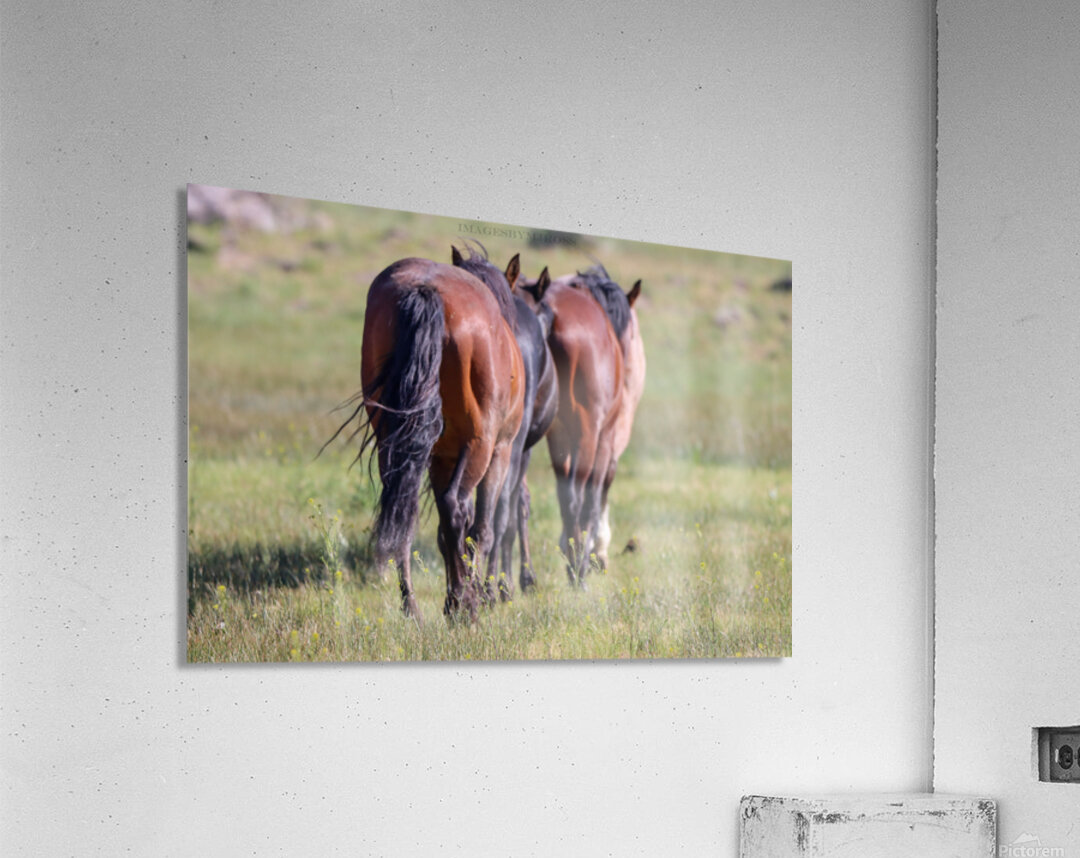 Nevada Wild 14 1 Acrylic Print