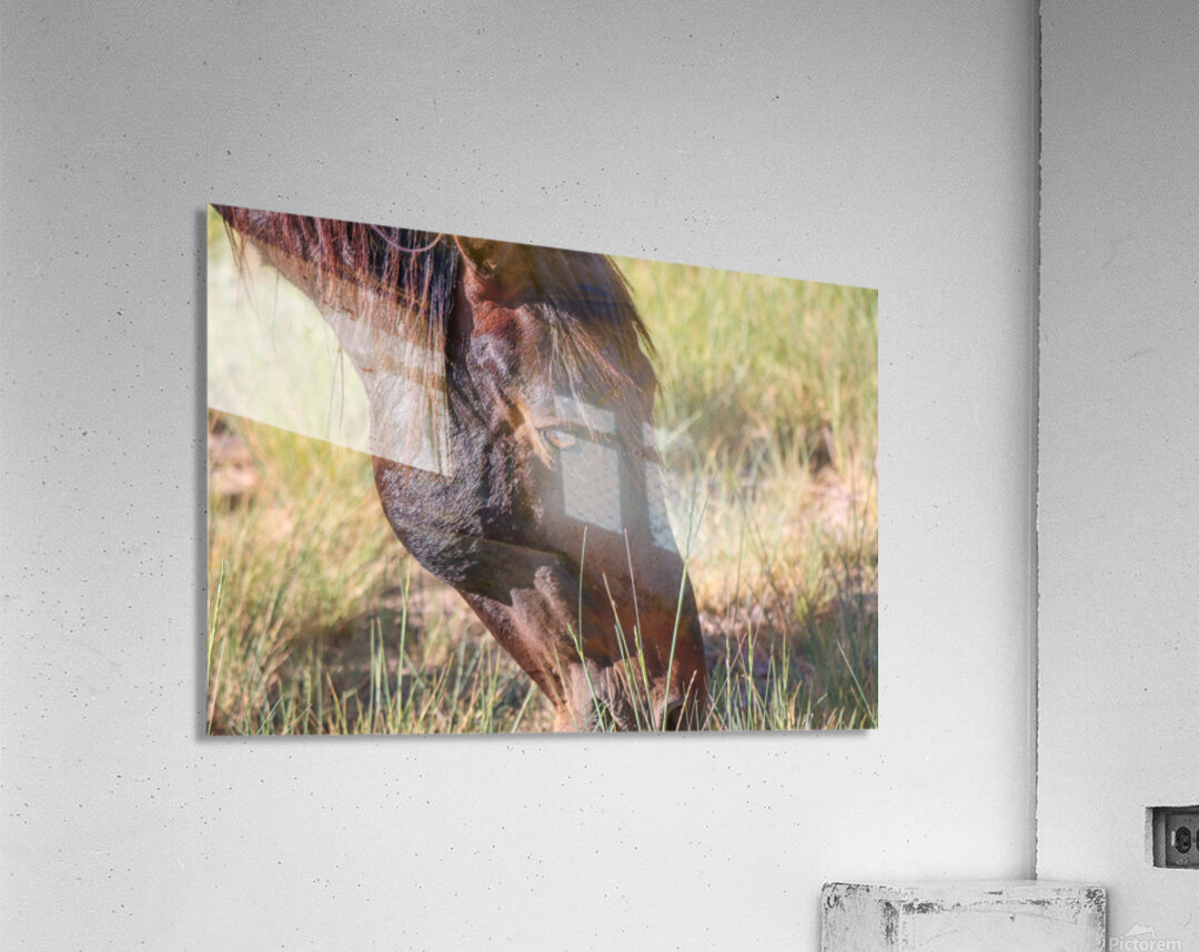 Nevada Wild 165 1 Acrylic Print