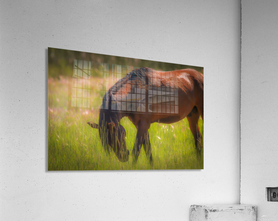 Nevada Wild 165 1 Acrylic Print