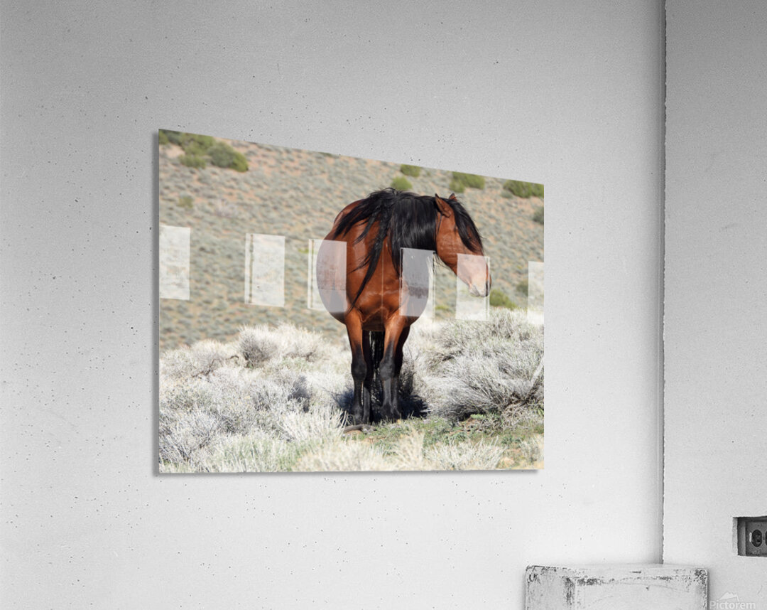 Nevada Wild 165 1 Acrylic Print