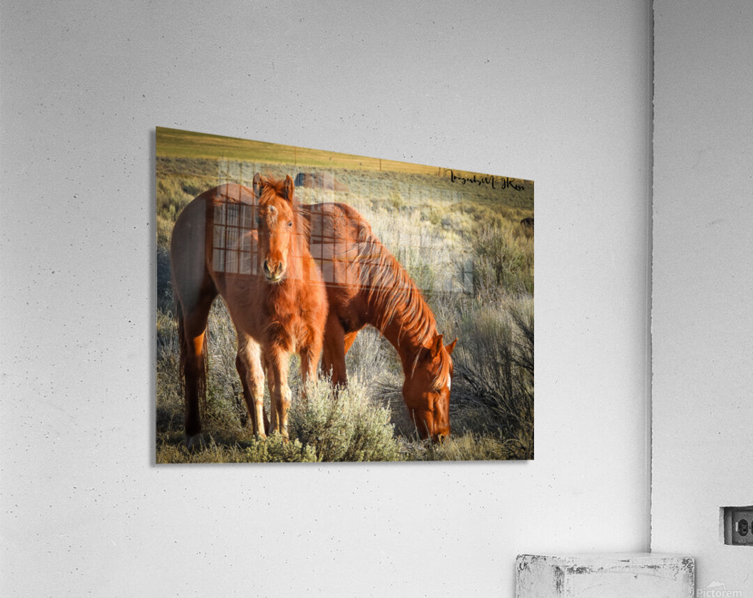 Nevada Wild 165 1 Acrylic Print