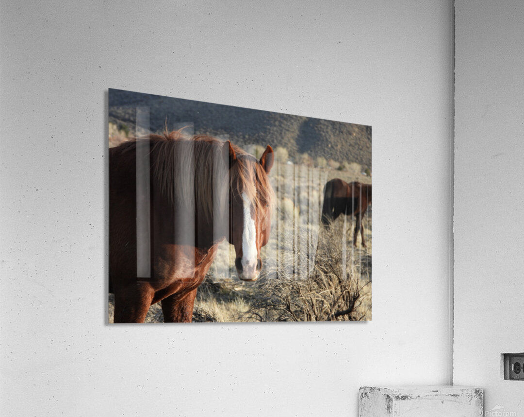 Nevada Wild 165 1 Acrylic Print