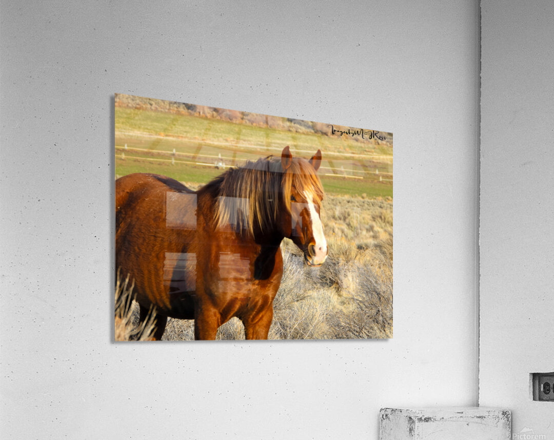 Nevada Wild 165 1 Acrylic Print