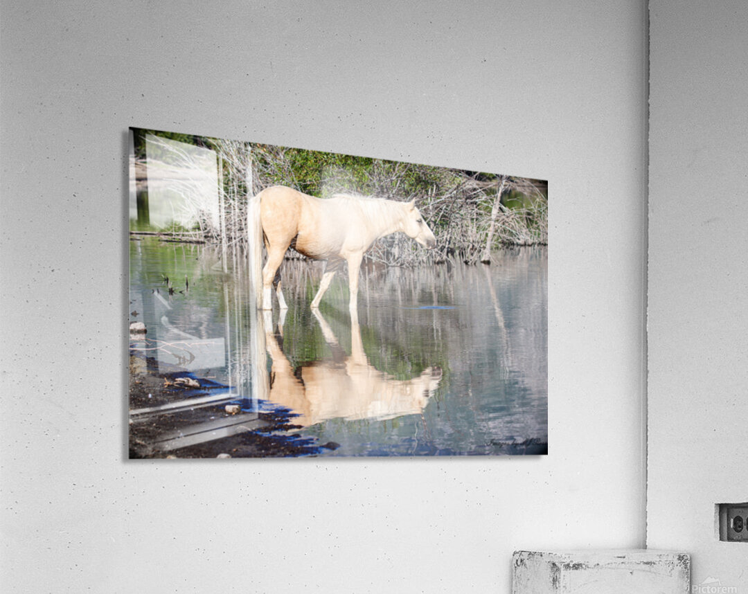 Nevada Wild 165 1 Acrylic Print