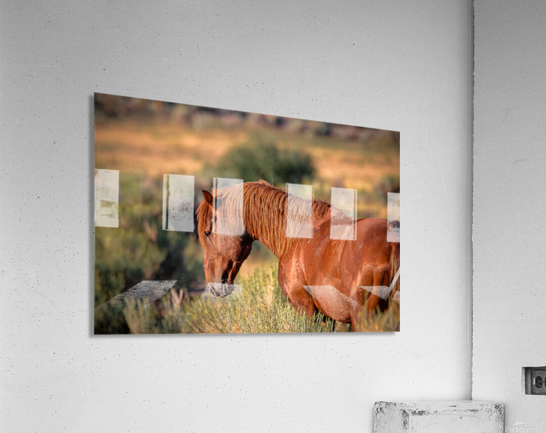 Nevada Wild 165 1 Acrylic Print