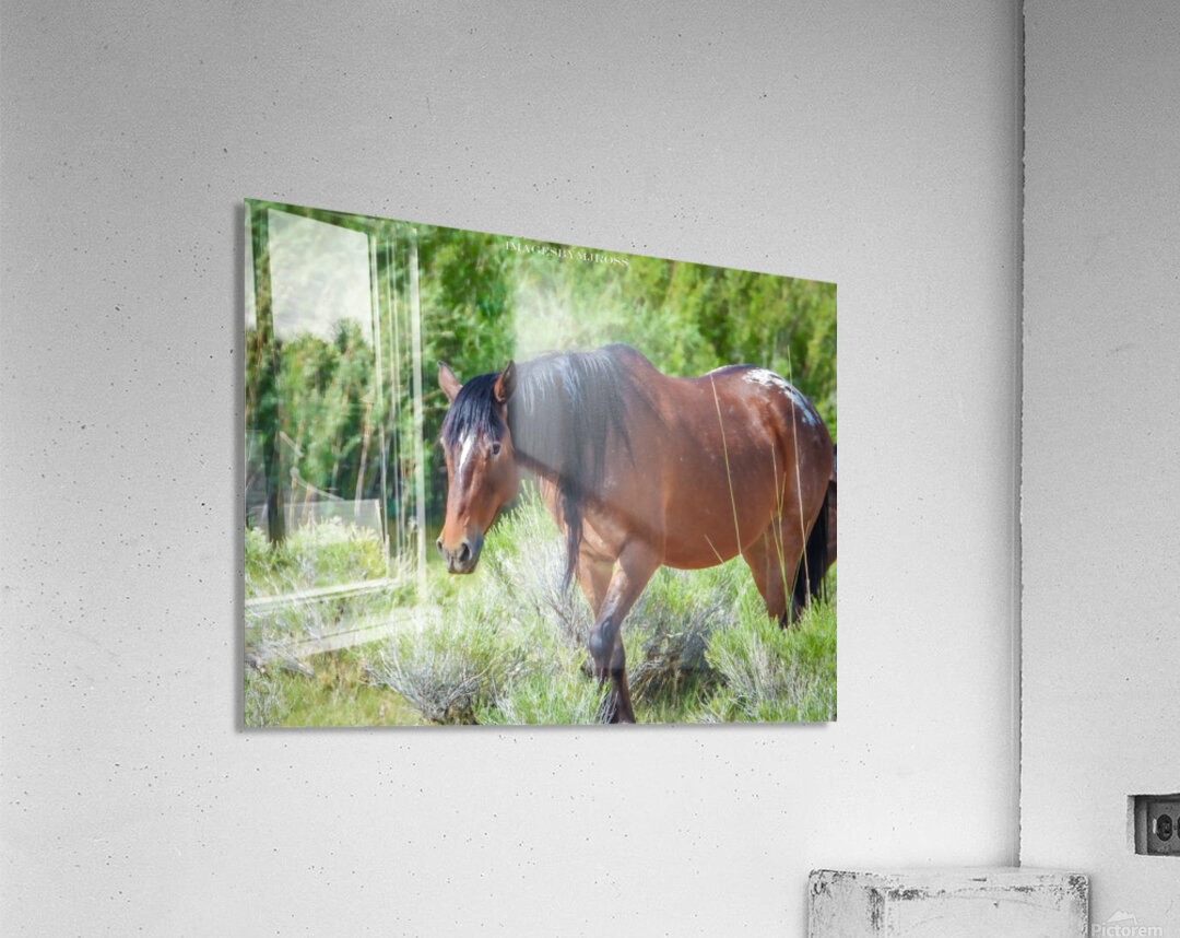 Nevada Wild 165 1 Acrylic Print