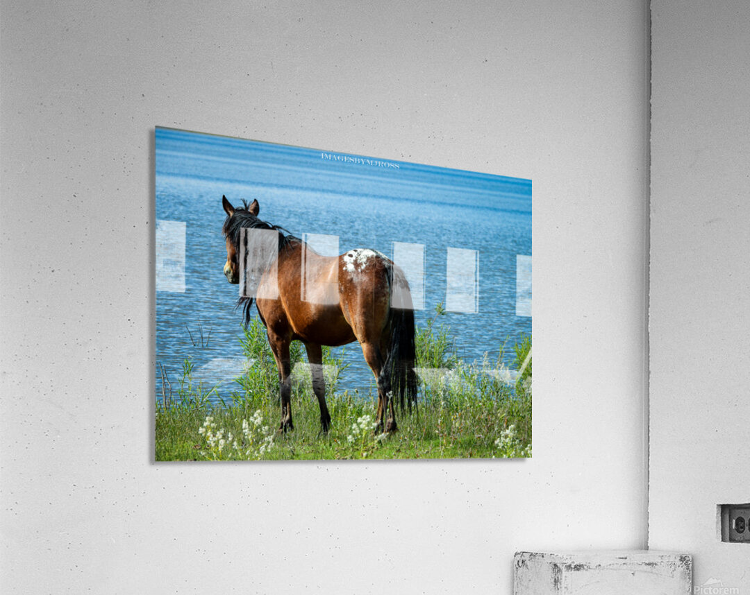 Nevada Wild 165 1 Acrylic Print