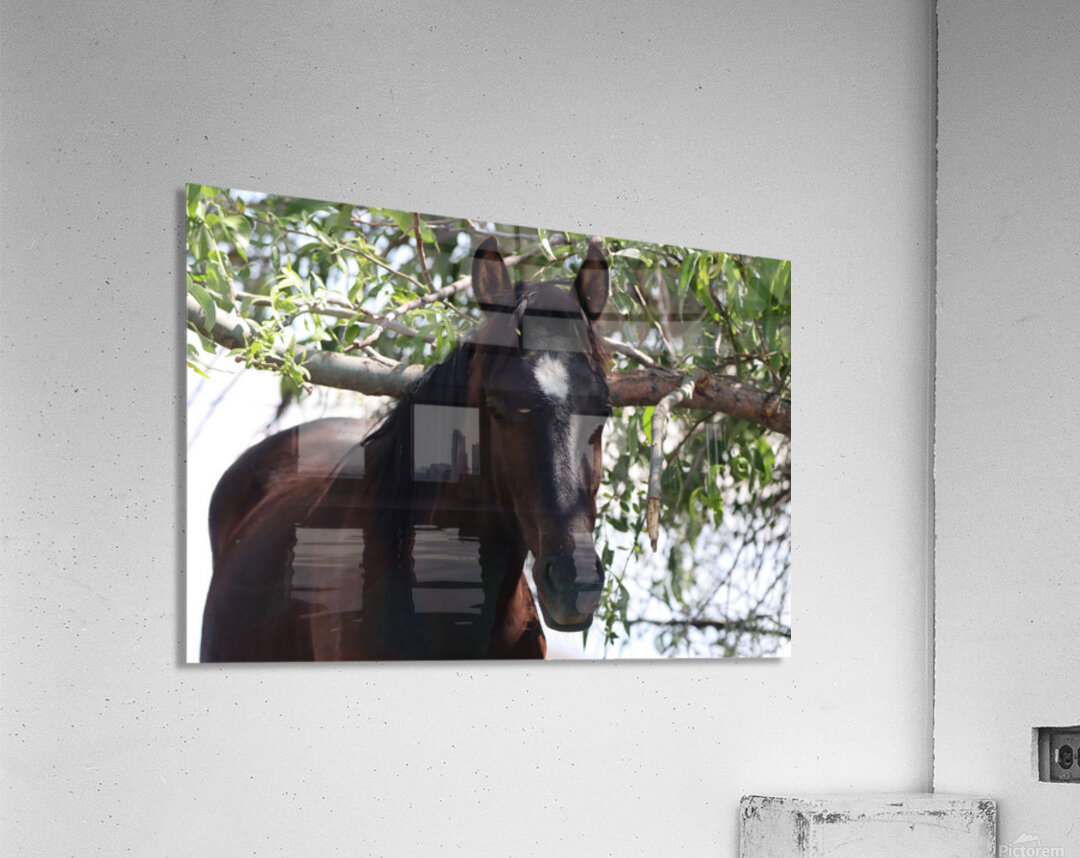 Nevada Wild 165 1 Acrylic Print