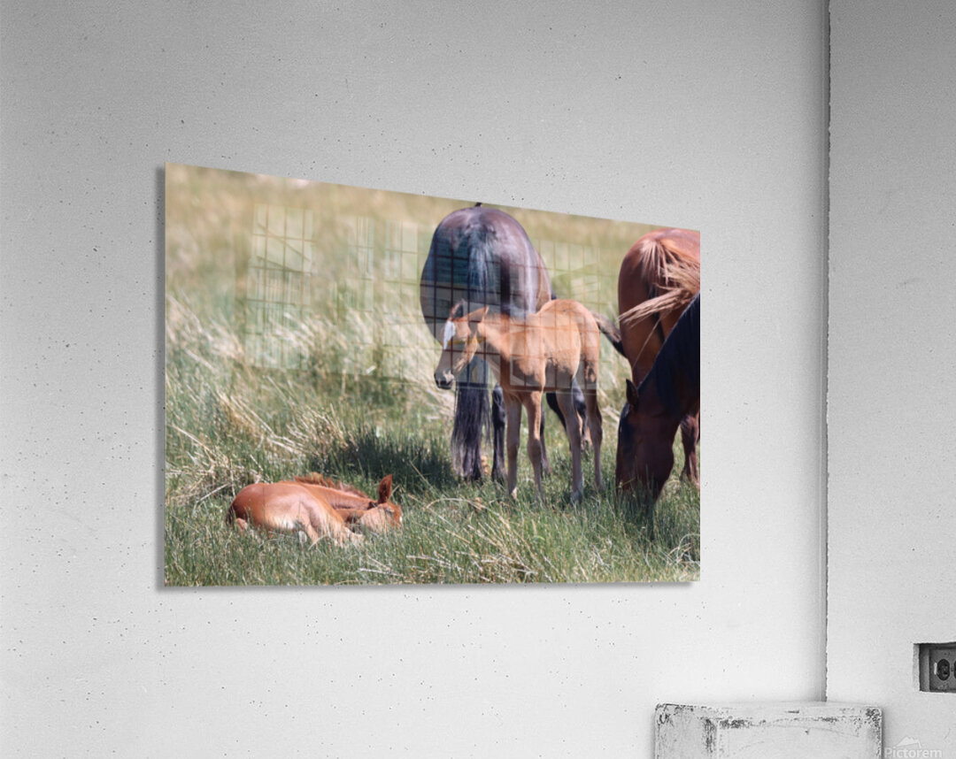 Nevada Wild 165 1 Acrylic Print