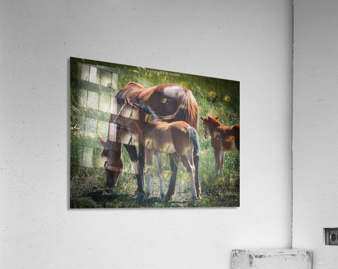 Nevada Wild 165 1 Acrylic Print