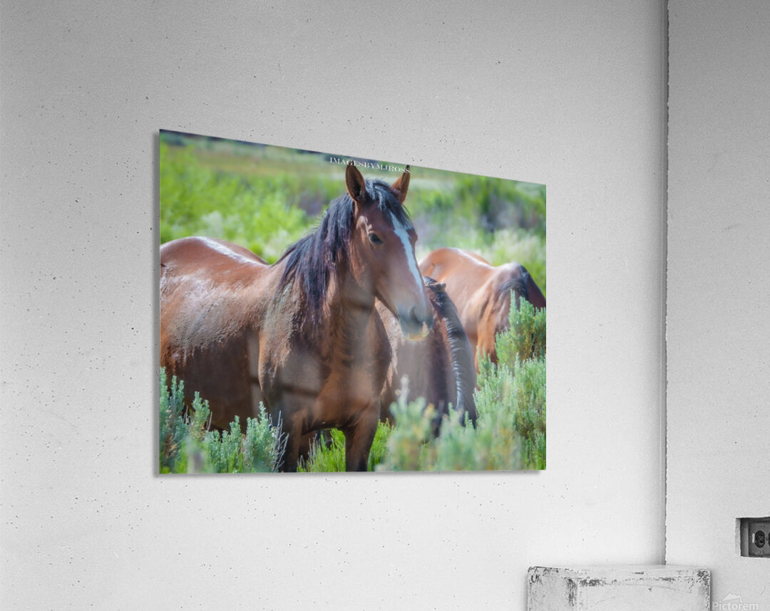 Nevada Wild 165 1 Acrylic Print