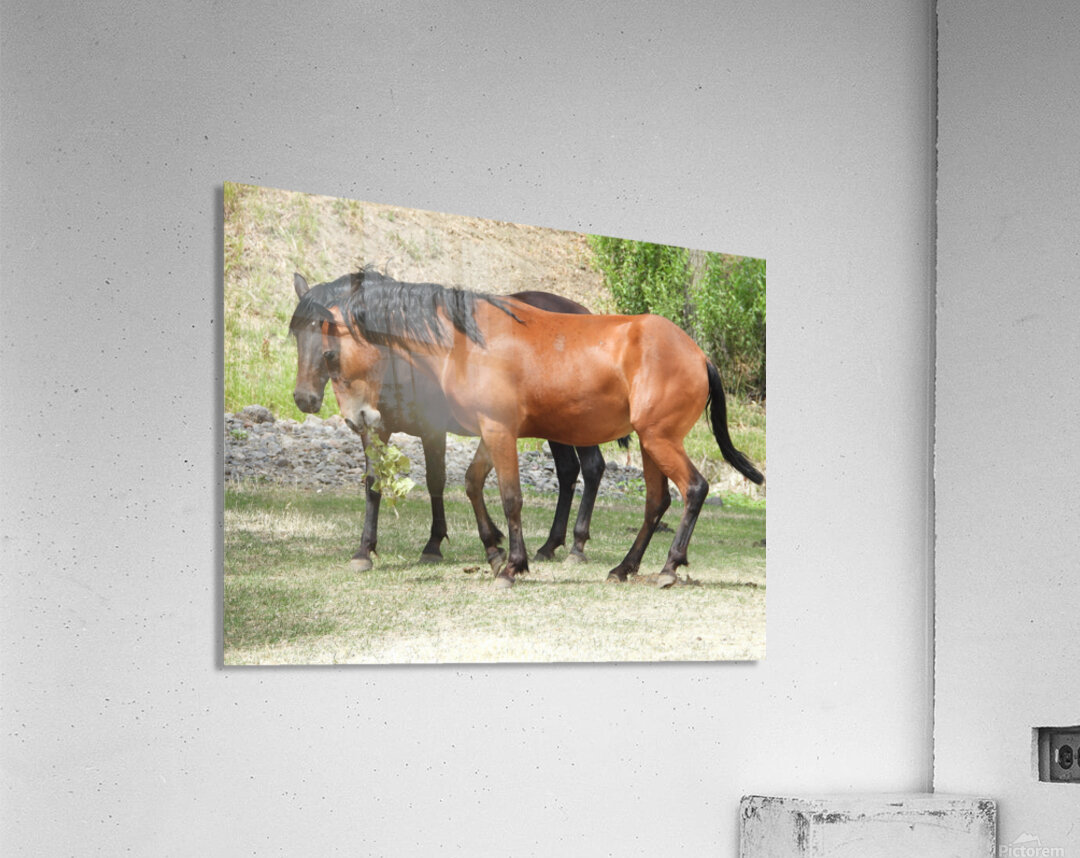 Nevada Wild 165 1 Acrylic Print