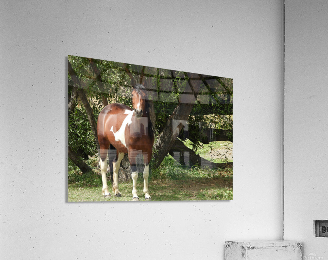 Nevada Wild 165 1 Acrylic Print