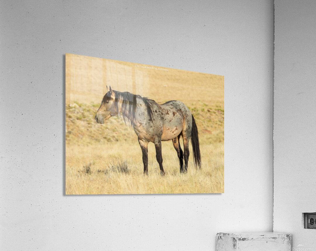 Utah Onaqui Wild Horses Acrylic Print