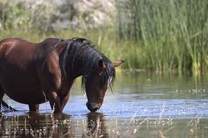 Wild Horse Nevada Series 5