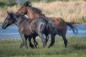 Nevada Virginia Range Series 25